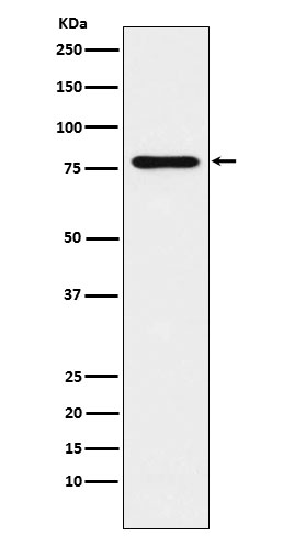 Western blot analysis of SUN2 expression in Jurkat cell lysate