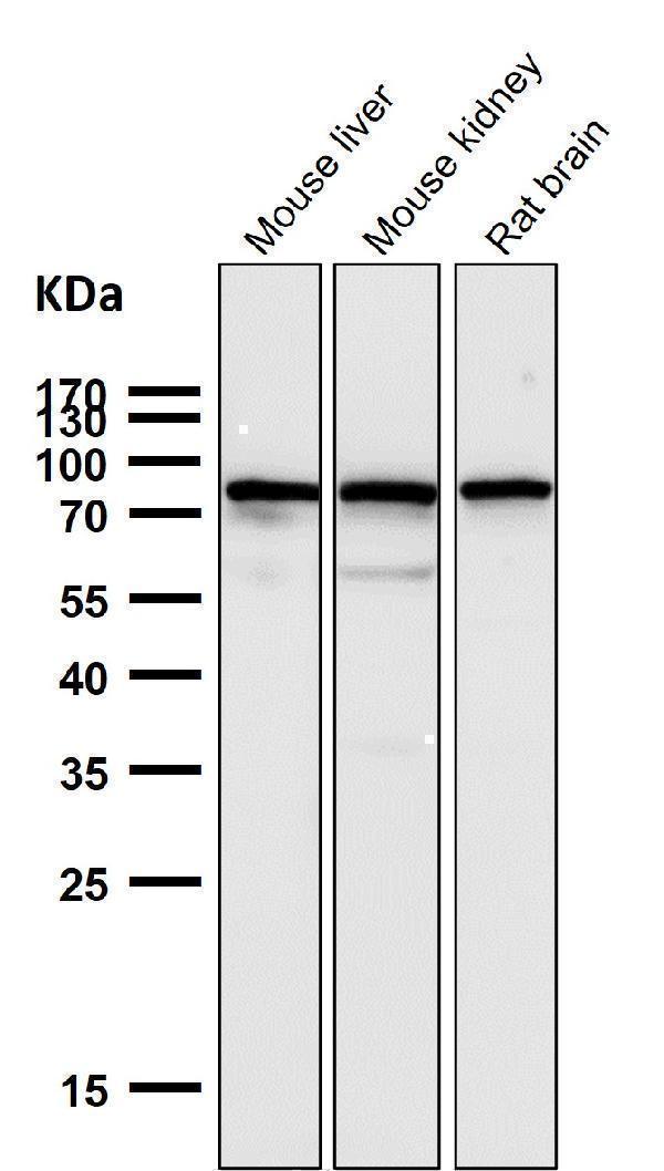 All lanes use the Antibody at 1:2K dilution for 1 hour at room temperature