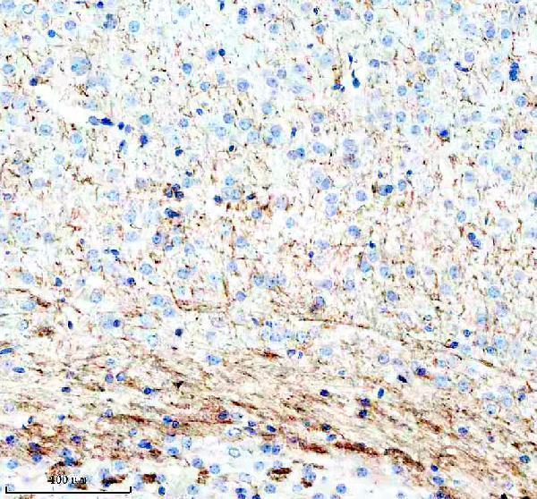 m03294 mog primary antibodies ihc testing 2