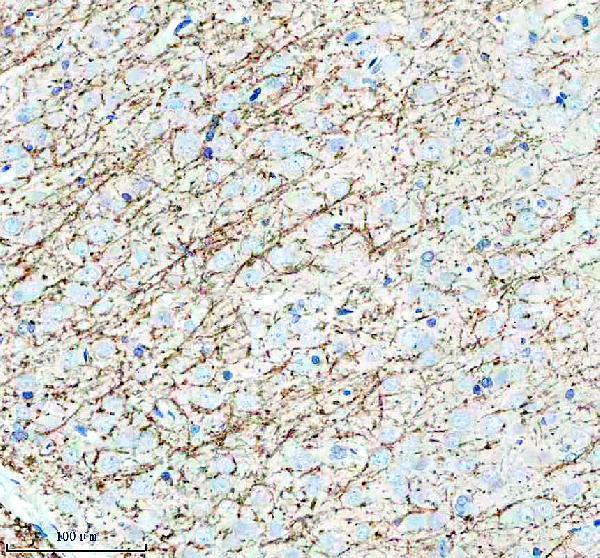 m03294 mog primary antibodies ihc testing 3