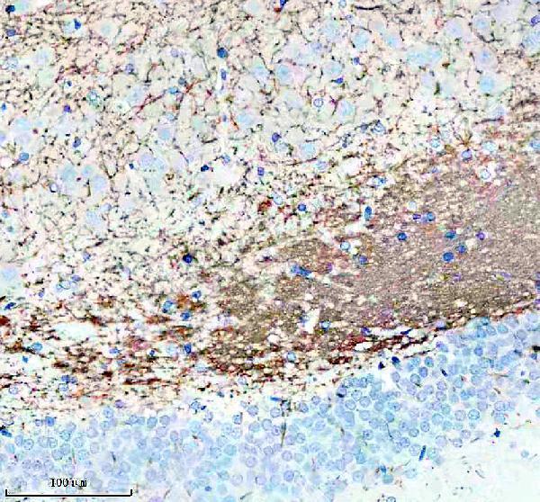 m03294 mog primary antibodies ihc testing 4