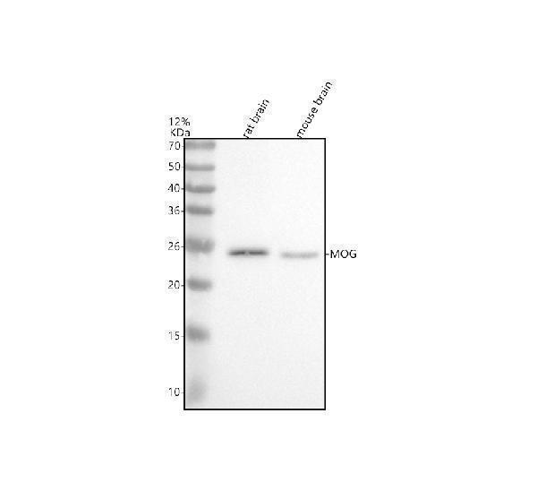 m03294 mog primary antibodies wb testing 1