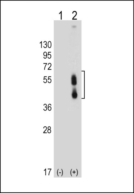 All lanes : Anti-PDCD1LG2 Antibody (N-term) at 1:4000 dilutionLane 1: Non-transfected 293T whole cell lysateLane 2: Transfected PD-L2-transfected 293T whole cell lysateLysates/proteins at 20 µg per lane