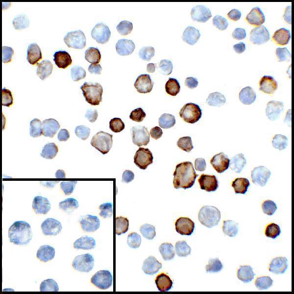 Immunocytochemistry of PD-L2 in transfected HEK293 cells with PD-L2 antibody at 5 μg/mL