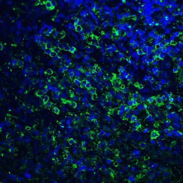 m03295 pdcd1lg2 primary antibodies if testing 4