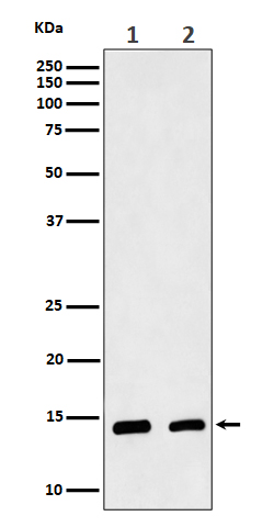 Western blot analysis of CRABP2 expression in (1) MCF7 cell lysate; (2) Mouse skin lysate