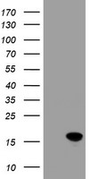 HEK293T cells were transfected with the pCMV6-ENTRY control (Left lane) or pCMV6-ENTRY CRABP2 (Right lane) cDNA for 48 hrs and lysed
