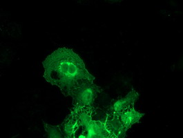 m03306 1 anti baiap2 mouse monoclonal antibody clone id oti 1d9 if testing 10