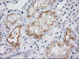 m03306 1 anti baiap2 mouse monoclonal antibody clone id oti 1d9 ihc testing 7
