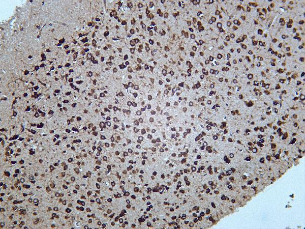 Mouse brain was stained with Anti-FXR1 rabbit antibody