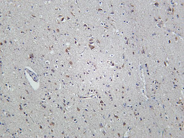 Human brain was stained with Anti-FXR1 rabbit antibody