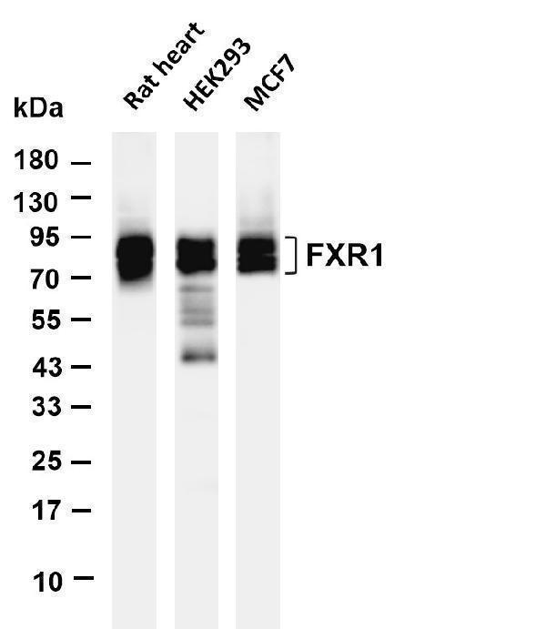 m03308 1 fxr1 primary antibodies wb testing 1