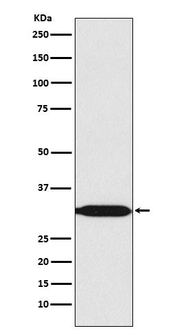 Western blot analysis of REA expression in HeLa cell lysate