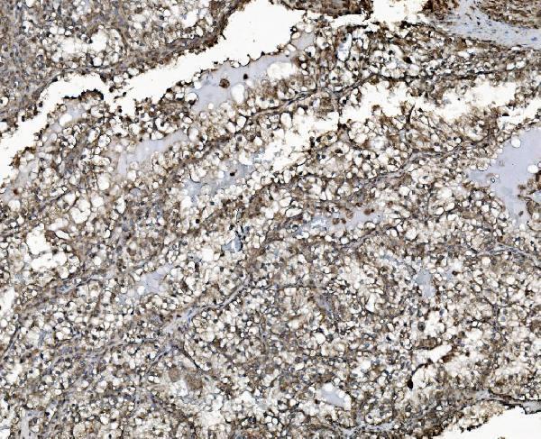m03315 phb2 primary antibodies ihc testing 4