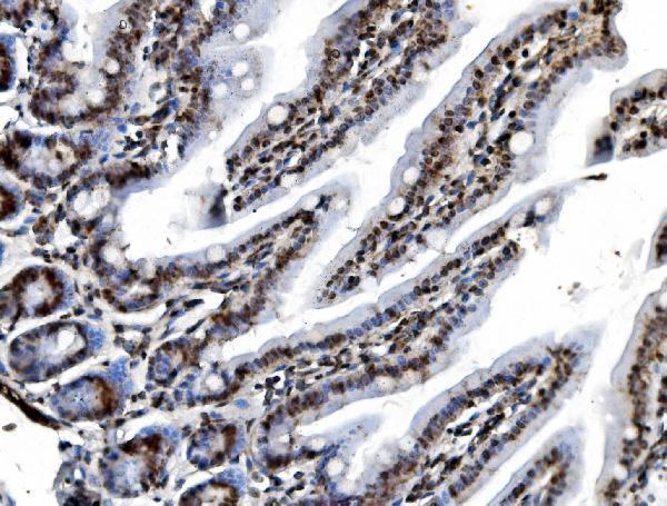 m03315 phb2 primary antibodies ihc testing 6