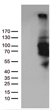m03323 anti pde3b mouse monoclonal antibody clone id oti3f5 wb testing 1