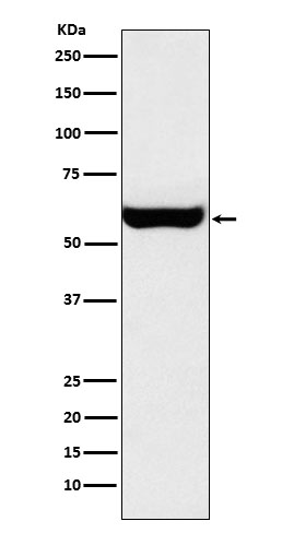 m03326 1 wb