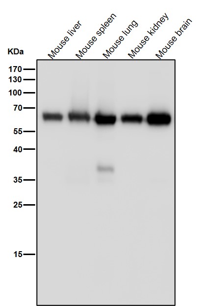 All lanes use the Antibody at 1:4K dilution for 1 hour at room temperature