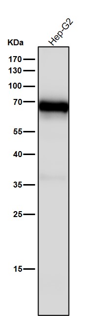 All lanes use the Antibody at 1:4K dilution for 1 hour at room temperature