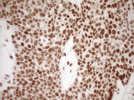 m03331 1 anti lxr alpha nr1h3 mouse monoclonal antibody clone id oti1a5 ihc testing 10