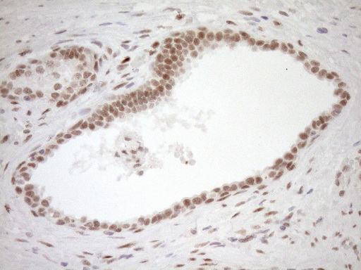 m03331 1 anti lxr alpha nr1h3 mouse monoclonal antibody clone id oti1a5 ihc testing 12