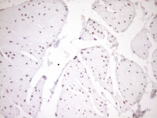 m03331 1 anti lxr alpha nr1h3 mouse monoclonal antibody clone id oti1a5 ihc testing 13