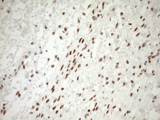 m03331 1 anti lxr alpha nr1h3 mouse monoclonal antibody clone id oti1a5 ihc testing 4