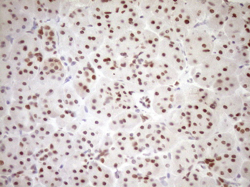 m03331 1 anti lxr alpha nr1h3 mouse monoclonal antibody clone id oti1a5 ihc testing 6