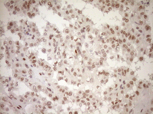 m03331 1 anti lxr alpha nr1h3 mouse monoclonal antibody clone id oti1a5 ihc testing 8