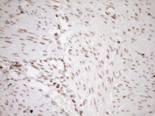 m03331 1 anti lxr alpha nr1h3 mouse monoclonal antibody clone id oti1a5 ihc testing 9