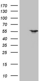 m03331 1 anti lxr alpha nr1h3 mouse monoclonal antibody clone id oti1a5 wb testing 1