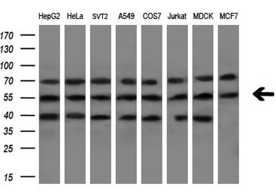 m03331 1 anti lxr alpha nr1h3 mouse monoclonal antibody clone id oti1a5 wb testing 2