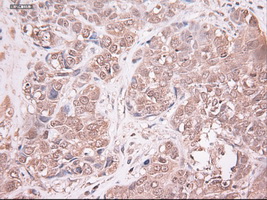 m03348 anti neurotrophin 3 ntf3 mouse monoclonal antibody clone id oti5c7 ihc testing 10