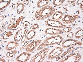 m03348 anti neurotrophin 3 ntf3 mouse monoclonal antibody clone id oti5c7 ihc testing 12