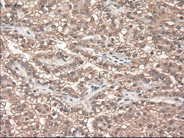 m03348 anti neurotrophin 3 ntf3 mouse monoclonal antibody clone id oti5c7 ihc testing 13