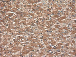 m03348 anti neurotrophin 3 ntf3 mouse monoclonal antibody clone id oti5c7 ihc testing 14