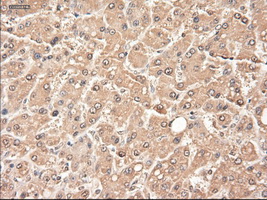 m03348 anti neurotrophin 3 ntf3 mouse monoclonal antibody clone id oti5c7 ihc testing 15