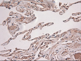 m03348 anti neurotrophin 3 ntf3 mouse monoclonal antibody clone id oti5c7 ihc testing 16