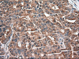m03348 anti neurotrophin 3 ntf3 mouse monoclonal antibody clone id oti5c7 ihc testing 4