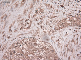 m03348 anti neurotrophin 3 ntf3 mouse monoclonal antibody clone id oti5c7 ihc testing 5