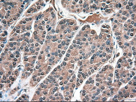 m03348 anti neurotrophin 3 ntf3 mouse monoclonal antibody clone id oti5c7 ihc testing 6