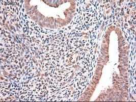 m03348 anti neurotrophin 3 ntf3 mouse monoclonal antibody clone id oti5c7 ihc testing 7