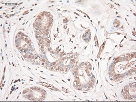 m03348 anti neurotrophin 3 ntf3 mouse monoclonal antibody clone id oti5c7 ihc testing 8