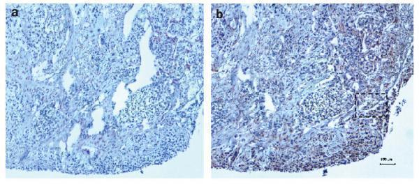 m03348 anti neurotrophin 3 ntf3 mouse monoclonal antibody clone id oti5c7 ihc testing 9