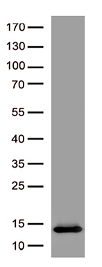 WesternÂ blotÂ analysisÂ ofÂ recombinantÂ humanÂ NTF3Â protein (Tyr139-Thr257