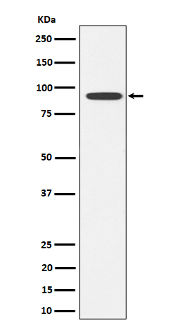 Western blot analysis of Glyt2 expression in SH-SY5Y cell lysate