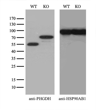 Equivalent amounts of cell lysates (10 ug per lane) of wild-type Hela cells (WT) and PHGDH-Knockout Hela cells (KO) were separated by SDS-PAGE and immunoblotted with anti-PHGDH monoclonal antibody M03355