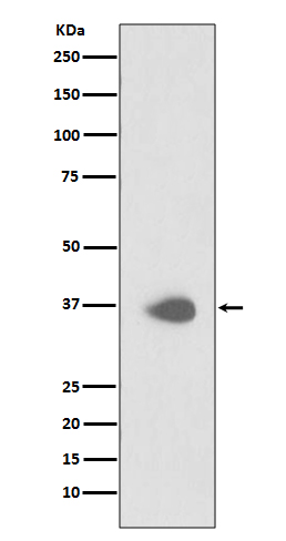 Western blot analysis of PAX9 expression in Jurkat cell lysate.