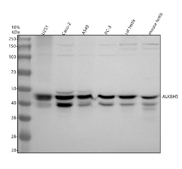 m03360 alkbh5 primary antibodies wb testing 1