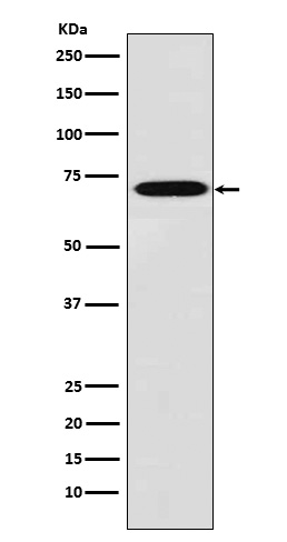 Western blot analysis of Plastin L expression in THP1 cell lysate